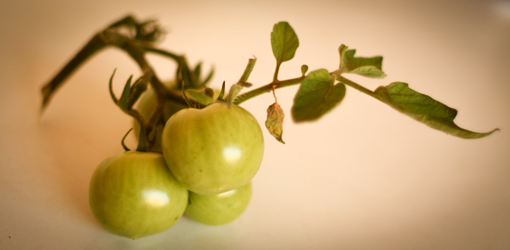 Fried Green Tomatoes